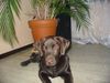Labrador Retriever Hund