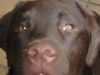 Labrador Retriever Hund