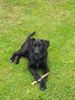 Labrador Retriever Hund