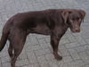 Labrador Retriever Foto: Oskar (ID 41338) Labrador Retriever Hund