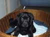 Labrador Retriever Foto: Hier bin ich schon 9 Wochen (SAM) (ID 10813) Labrador Retriever Hund