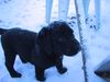 Labrador Retriever Foto: Mein erster Schnee!! Das war schön(SAM) (ID 10815) Labrador Retriever Hund