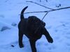 Labrador Retriever Foto: Ich will immer nur spielen!!! (SAM) (ID 10816) Labrador Retriever Hund