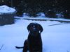 Labrador Retriever Foto: Ich kann auch ganz lieb sein!!! (SAM) (ID 10817) Labrador Retriever Hund