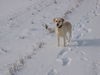 Labrador Retriever Foto: Jana :o) (ID 37360) Labrador Retriever Hund