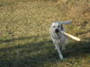 Labrador Retriever Foto: Amos... und sein (ID 28629) Labrador Retriever Hund