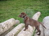 Labrador Retriever Foto: Ben von der Waldsiedlung - 11 Wochen (ID 39226) Labrador Retriever Hund