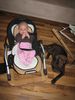 Labrador Retriever Foto: Ben von der Waldsiedlung - 11 Wochen und Johanna - 14 Wochen (ID 39227) Labrador Retriever Hund
