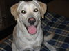 Labrador Retriever Foto: Amos... (ID 28630) Labrador Retriever Hund