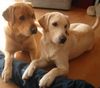 Labrador Retriever Foto: Wir sind soooo lieb !!! (ID 37542) Labrador Retriever Hund