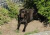 Labrador Retriever Hund