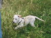 Labrador Retriever Foto: ausflug an der ruhr (2) (ID 40076) Labrador Retriever Hund