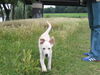 Labrador Retriever Foto: ausflug an der ruhr (ID 40075) Labrador Retriever Hund