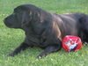 Labrador Retriever Foto: unser fussballprofi (ID 43664) Labrador Retriever Hund