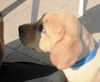 Labrador Retriever Foto: Sei wieder lieb mit mir (ID 20344) Labrador Retriever Hund