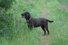Labrador Retriever Foto: Angie 19 Monate (ID 11801) Labrador Retriever Hund