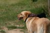 Labrador Retriever Foto: Labrador Mischling (ID 23717) Labrador Retriever Hund