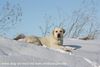 Labrador Retriever Hund