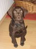 Labrador Retriever Foto: Uma - Frauchens Liebling (ID 42832) Labrador Retriever Hund