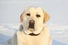 Labrador Retriever Hund