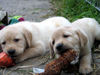 Labrador Retriever Hund