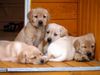 Labrador Retriever Hund