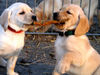 Labrador Retriever Hund