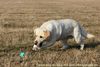 Labrador Retriever Hund