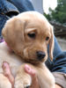 Labrador Retriever Hund