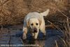 Labrador Retriever Hund