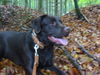 Labrador Retriever Foto: Indi im Wald (is ein bissl unscharf) (ID 30759) Labrador Retriever Hund
