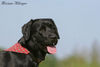 Labrador Retriever Foto: Luna - aus der Zucht \ (ID 42695) Labrador Retriever Hund