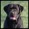 Labrador Retriever Hund
