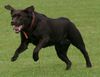 Labrador Retriever Hund
