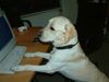 Labrador Retriever Hund