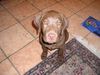 Labrador Retriever Hund