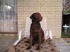 Labrador Retriever Hund