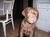 Labrador Retriever Hund