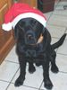 Labrador Retriever Foto: Ilex Nikolaus (ID 16974) Labrador Retriever Hund