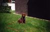 Labrador Retriever Foto: Sailem aus Kassel (ID 7567) Labrador Retriever Hund