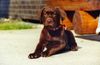 Labrador Retriever Foto: Sailem aus Kassel (ID 7565) Labrador Retriever Hund