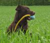 Labrador Retriever Foto: Ballspiele sind einfach super (ID 22906) Labrador Retriever Hund