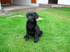 Labrador Retriever Foto: Ira 10 Wochen (ID 35431) Labrador Retriever Hund