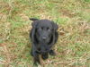 Labrador Retriever Foto: Ira 3 Monate (ID 35432) Labrador Retriever Hund