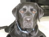 Labrador Retriever Foto: und wo bleibt meine Belohnung? (ID 33158) Labrador Retriever Hund