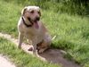 Labrador Retriever Foto: Ein Ossi Dümmer (ID 11845) Labrador Retriever Hund