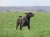 Labrador Retriever Hund