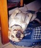 Labrador Retriever Foto: das schlafende Monster (ID 7905) Labrador Retriever Hund