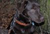 Labrador Retriever Foto: Jessy im Wald (ID 8321) Labrador Retriever Hund