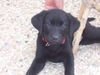 Labrador Retriever Foto: Joy 9 Wochen jung :-) (ID 27209) Labrador Retriever Hund